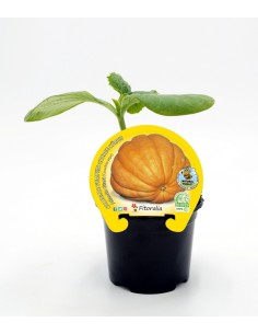 Planter carbassa Atlantic Giant natural  (test 10,5 cm Ø)