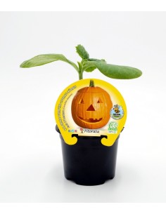 Plantel calabaza Halloween natural (maceta 10,5 cm Ø)