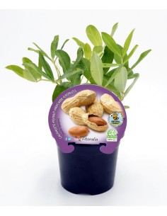Semis de arachide naturel (pot 10,5 cm Ø)