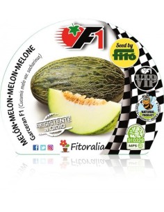 Plantel melón hibrido Garceran natural (6 unidades)