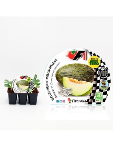 Plantel melón hibrido Garceran natural (6 unidades)