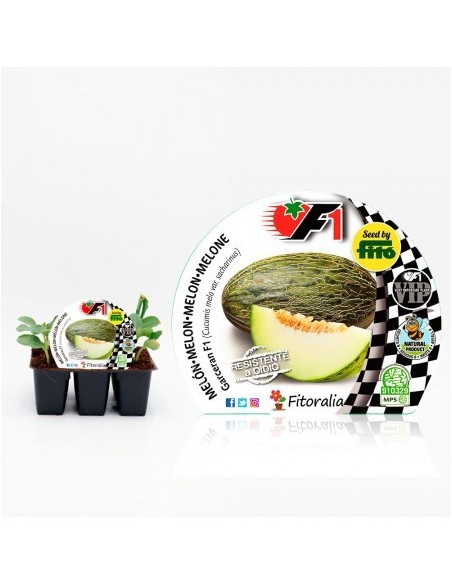 Plantel melón hibrido Garceran natural (6 unidades)
