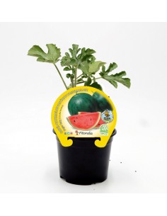 Abono Catus fertiberia