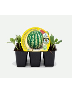 Esquadrão Organic Shredded Crimson Sweet Watermelon (6 unidades) 2