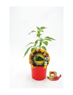 Plantel pimiento picante Chile Poblano natural (maceta 10,5 cm Ø)