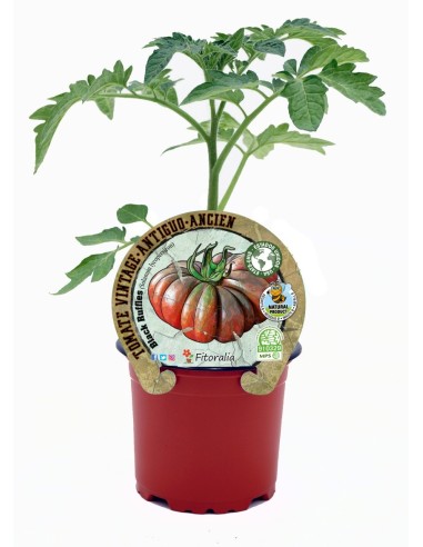 Mudas de tomate Black Ruffles natural (vaso de 10,5 cm Ø)