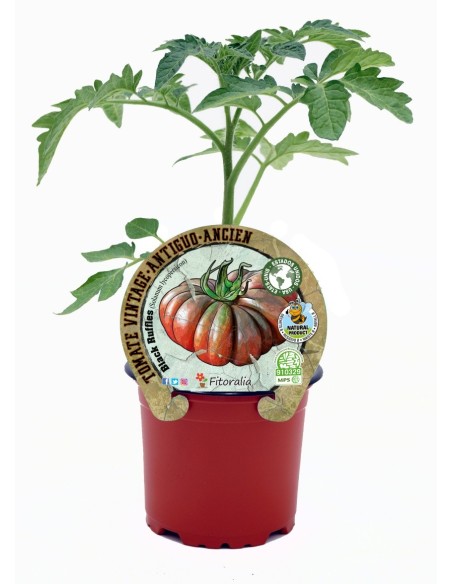 Semis de tomate Black Ruffles naturel (pot Ø 10,5 cm)