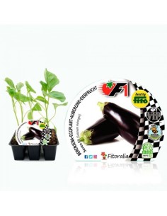 Planter alberginia híbrida Seven natural (6 unitats)
