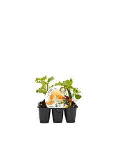 Semis de melon variée greffée hybride naturel (6 unites)