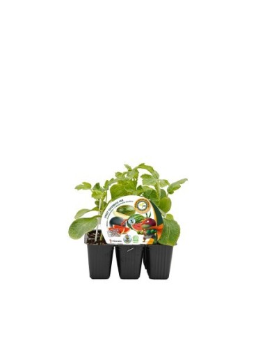 Semis de melon et pasteque variée greffée hybride naturel (6 unites)