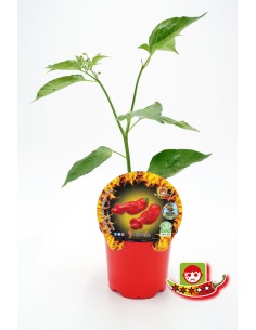Semis de piment Peter Pepper naturel (pot 10,5 cm Ø).