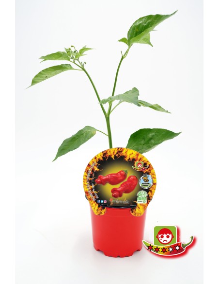 Mudas de pimenta picante Peter Pepper natural (vaso de 10,5 cm Ø)