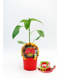 Plantel pimiento picante 7 Pod Chaguanas natural (maceta 10,5 cm Ø)