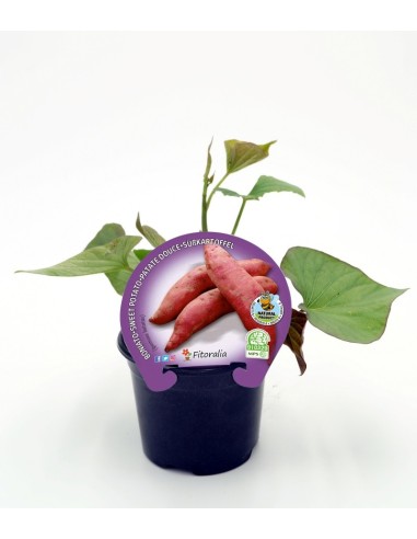 Planter moniato natural (1 o 6 unitats)