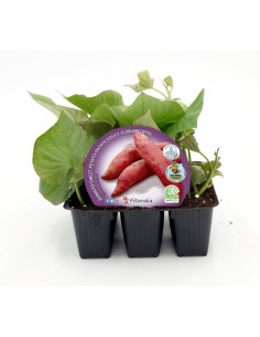 Planter moniato natural (1 o 6 unitats) 2
