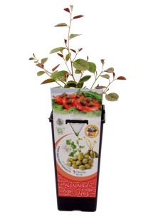 Câpres (pot de 2 litres).