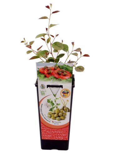 Câpres (pot de 2 litres).