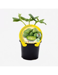 Planter cucameló natural (test 10,5 cm Ø)