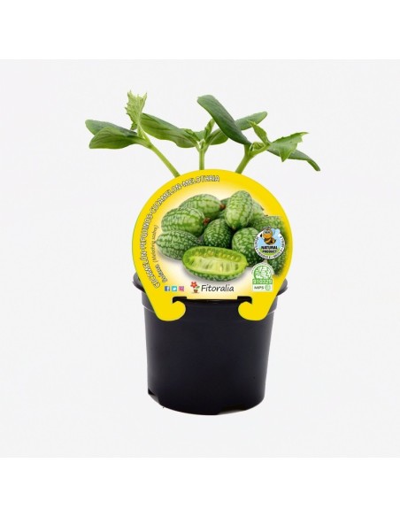 Planter cucameló natural (test 10,5 cm Ø)