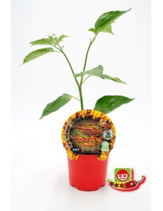 Semis de piment Thunder Mountain naturel (pot 10,5 cm Ø).