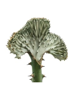 Cactus greffés Euphorbia lactea cristata (pot 12 cm Ø) 2