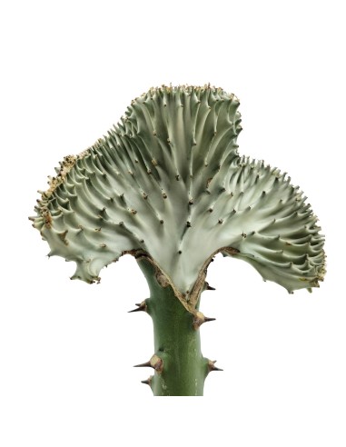 Cactus greffés Euphorbia lactea cristata (pot 12 cm Ø)