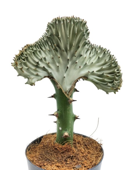 Cactus greffés Euphorbia lactea cristata (pot 12 cm Ø)
