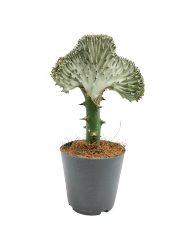 Cactus empaltat Euphorbia lactea cristata (test 12 cm Ø)