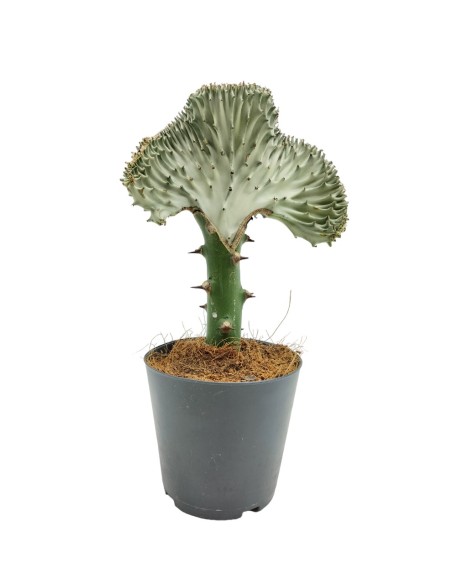 Cactus greffés Euphorbia lactea cristata (pot 12 cm Ø)