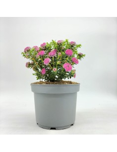 Pimelea ferruginea (pot 17 cm ø).