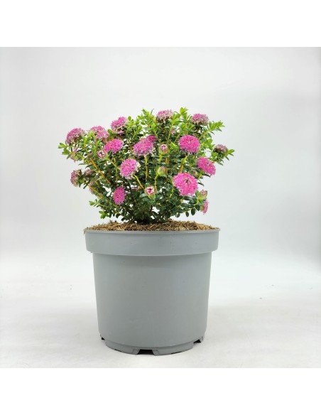 Pimelea ferruginea (vaso de 17 cm ø)