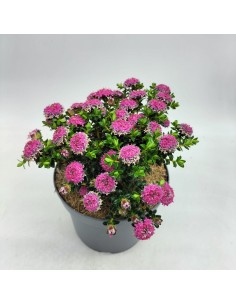 Pimelea ferruginea (maceta 17 cm ø) 2