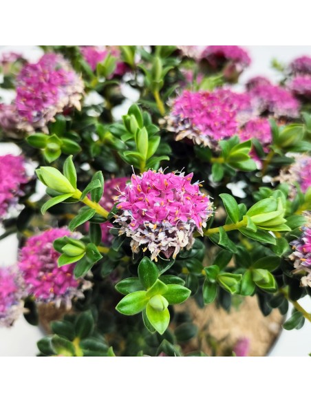 Pimelea ferruginea (maceta 17 cm ø)