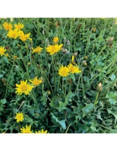 Semilla hyoseris radiata (tradicional catalán) 2