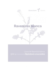 Graines de roquette blanche (tradicionnel catalan)