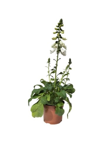 Digitalis purpurea (test 16 cm ø)