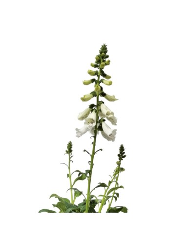 Digitalis purpurea (pot 16 cm ø)