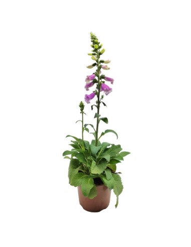 Digitalis purpurea (vaso de 16 cm ø)