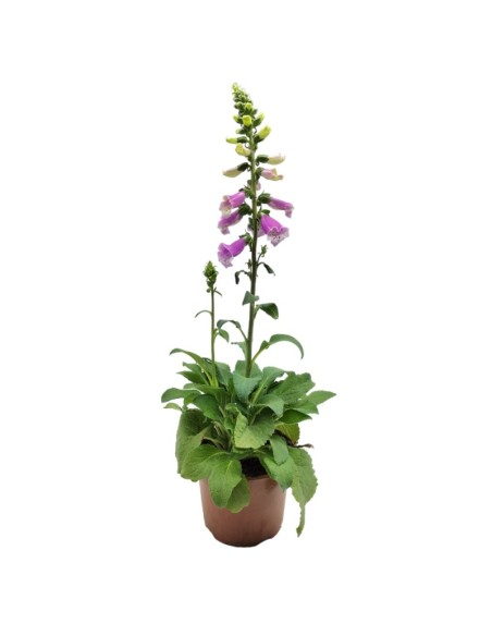 Digitalis purpurea (maceta 16 cm ø)
