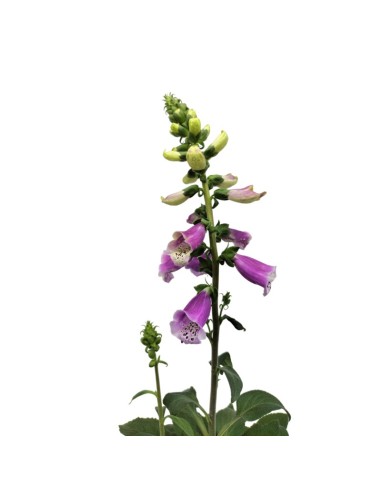 Digitalis purpurea (maceta 16 cm ø)