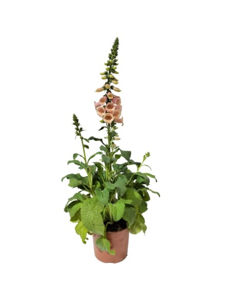 Digitalis purpurea (vaso de 16 cm ø)