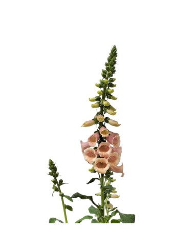 Digitalis purpurea (vaso de 16 cm ø)