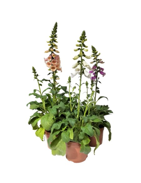 Digitalis purpurea (test 16 cm ø)