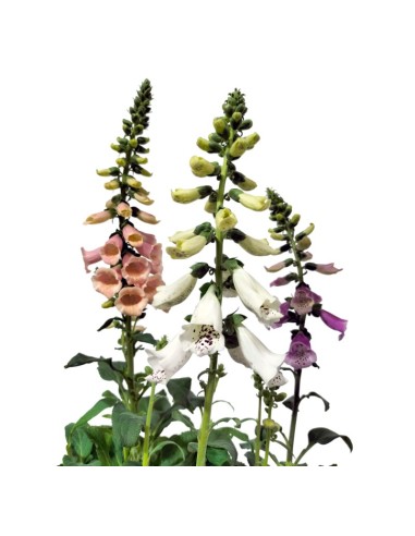 Digitalis purpurea (maceta 16 cm ø)