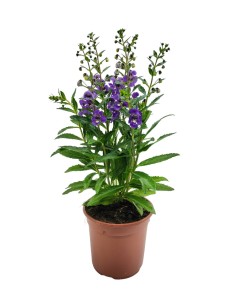 Angelonia angustifolia (vaso de 13 cm ø)