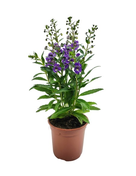 Angelonia angustifolia (vaso de 13 cm ø)