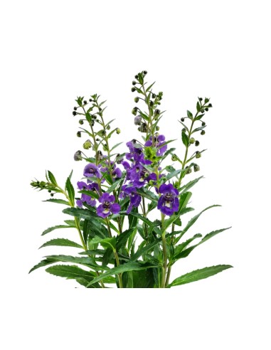 Angelonia angustifolia (maceta 13 cm ø)