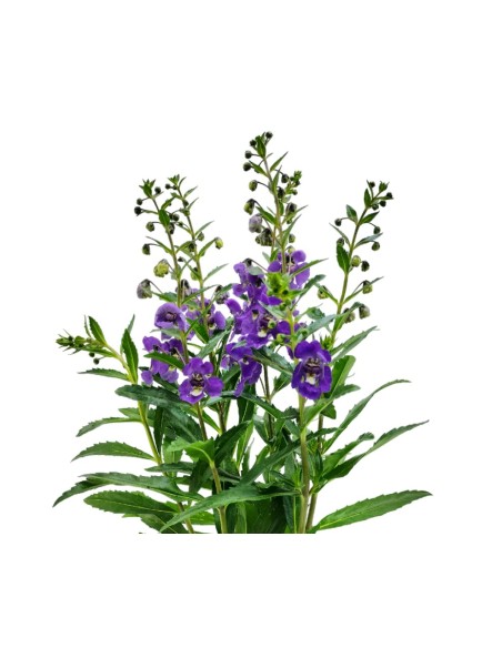 Angelonia angustifolia (test 13 cm ø)