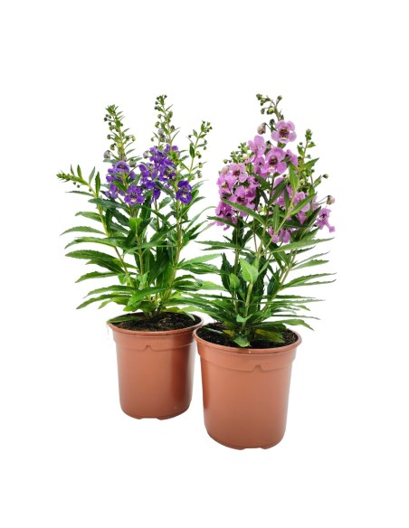 Angelonia angustifolia (test 13 cm ø)