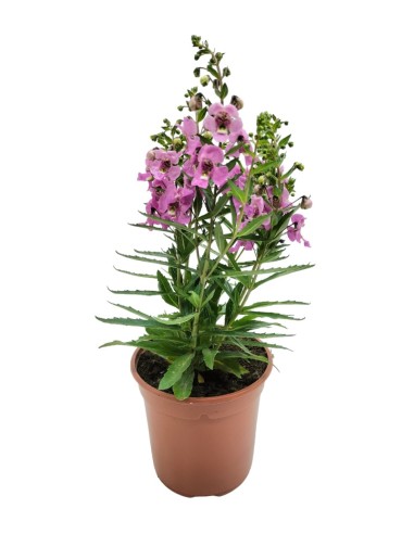 Angelonia angustifolia (vaso de 13 cm ø)